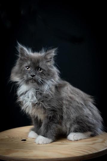 Maine coon kitten Kater beschikbaar voor biedingen