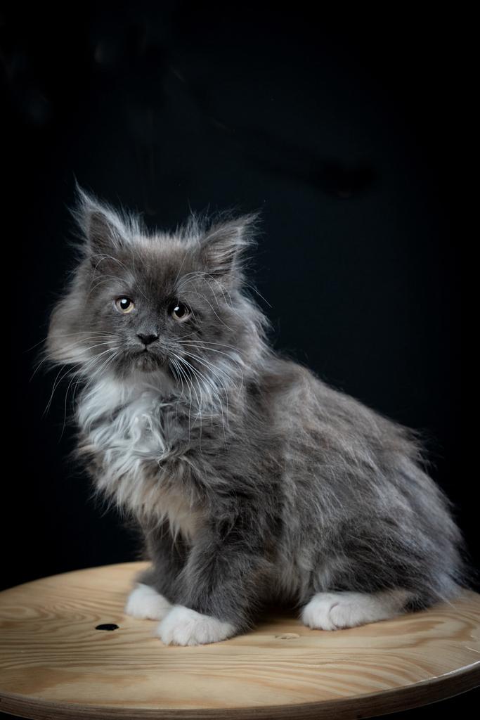 Maine coon kitten Kater, Dieren en Toebehoren, Katten en Kittens | Raskatten | Langhaar, Kater, 0 tot 2 jaar, Gechipt, Ontwormd