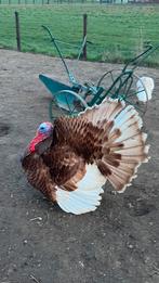 Koppel rode bourbon kalkoenen, Dieren en Toebehoren, Pluimvee, Meerdere dieren, Kalkoen
