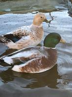 mooie kwaker koppels kwakertjes eenden eendjes, Dieren en Toebehoren, Meerdere dieren, Eend