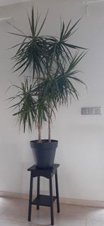 Drakenplant (1.75m) - Makkelijk & Sfeervol!, Ophalen