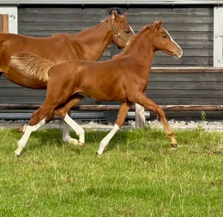 Mooie welsh hengstveulens, Dieren en Toebehoren, Pony's, Hengst, Niet van toepassing, D pony (1.37m tot 1.48m), 0 tot 2 jaar, Met stamboom