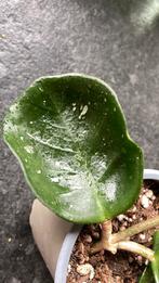 Hoya Chelsea, Ophalen of Verzenden