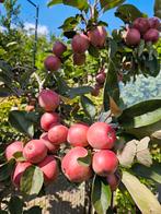 Biologische appelmoes en vijgenjam, Ophalen of Verzenden, Minder dan 100 cm, Overige soorten