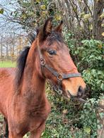 Jaarling springhengst v. Mindset vdl, Dieren en Toebehoren, Paarden, Springpaard, Met stamboom, Niet van toepassing, 0 tot 2 jaar