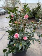 Camelia bont aan stok vol- vol- vol in knop 100/125 uniek, Tuin en Terras, Planten | Tuinplanten, Ophalen, Lente, Vaste plant