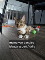 Kittens te koop, Dieren en Toebehoren, Poes