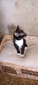 Boerderij kittens, Dieren en Toebehoren, Meerdere dieren, 0 tot 2 jaar