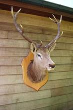 Taxidermie grote imposante hertenkop edelhert, Verzamelen, Dierenverzamelingen, Ophalen, Gebruikt, Hert, Gewei of Kop
