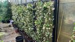 Toscaanse jasmijnen van 80/100 tot 225/250 in geel,wit,rose, Ophalen, Overige soorten, 100 tot 250 cm
