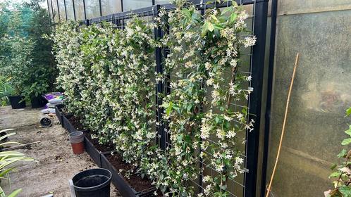 Toscaanse jasmijnen van 80/100 tot 225/250 in geel,wit,rose, Tuin en Terras, Planten | Struiken en Hagen, Overige soorten, 100 tot 250 cm
