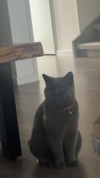 Britse Korthaar – 5 jaar oud – Gezond & Lief, Dieren en Toebehoren, Poes, Kortharig, 3 tot 5 jaar