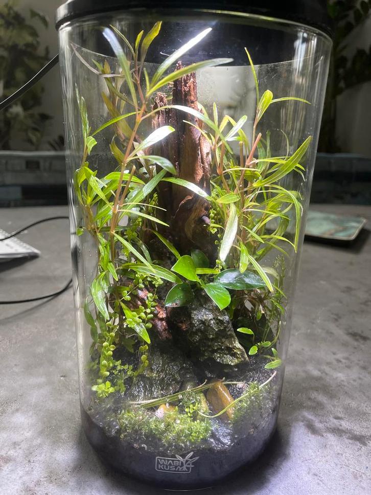 Prachtige Wabikusa met diverse planten, Tuin en Terras, Planten | Tuinplanten, Vaste plant, Bodembedekkers, Halfschaduw, Bloeit niet