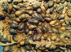 Blaptica Dubia (Dubia Kakkerlakken), Overige soorten