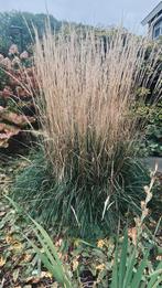 Siergras, Tuin en Terras, Planten | Tuinplanten, Ophalen, Vaste plant, Siergrassen, Halfschaduw