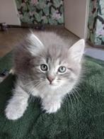 Laatste 3Prachtige Siberische kittens beschikbaar!!, Dieren en Toebehoren, Meerdere dieren, Ontwormd, 0 tot 2 jaar