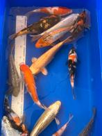 Tosai japanse koi’s 24/29 cm, Dieren en Toebehoren, Vissen | Vijvervissen, Karper of Koi