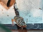 Luipaardgekko's, Dieren en Toebehoren, Reptielen en Amfibieën, Hagedis, 0 tot 2 jaar
