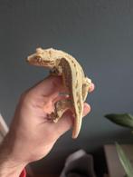 Wimpergekko RUILEN, Dieren en Toebehoren, Hagedis, Tam, 3 tot 6 jaar