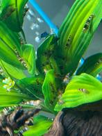 Cristal black garnalen., Dieren en Toebehoren, Vissen | Aquariumvissen, Kreeft, Krab of Garnaal, Zoetwatervis, Schoolvis