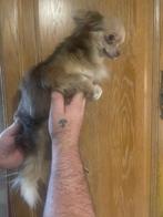 Sociaal mooi dekreutje belgie, Dieren en Toebehoren, België, Fokker | Hobbymatig, 15 weken tot 1 jaar, Reu