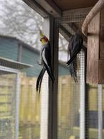 Mooi koppel valkparkieten, Dieren en Toebehoren, Vogels | Parkieten en Papegaaien, Meerdere dieren, Parkiet, Geringd