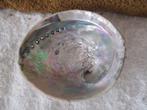 Grote abalone schelp, Verzamelen, Ophalen of Verzenden, Schelp(en)