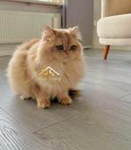 Zoon van een Kampioen, de Belichaming van Gouden Schoonheid, Dieren en Toebehoren, Katten en Kittens | Raskatten | Langhaar, Kater