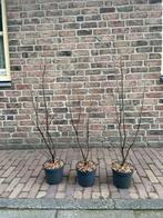 Meerstammige krentenstruiken, Ophalen, Overige soorten, Volle zon