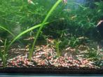 Te koop mooie cristal red garnalen div gradaties, Dieren en Toebehoren, Vissen | Aquariumvissen, Kreeft, Krab of Garnaal