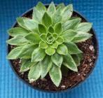 Aeonium simsii variegata, Huis en Inrichting, Kamerplanten, Vetplant, Ophalen of Verzenden, Minder dan 100 cm, Bloeiende kamerplant