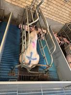 Kraamhokken [654], Boekhorst Trading, Info@boekhorsttrading.com, Singel 16, Horssen