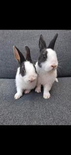 2 lieve konijntjes broertje en zusje, Meerdere dieren