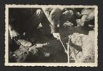 WOII foto : Duitse Frontsoldaten spelen met muis 1941, Verzenden, Landmacht, Duitsland, Foto of Poster