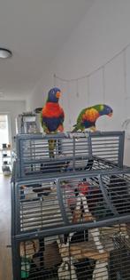 Lori van de blauwe bergen koppel, Meerdere dieren, Papegaai, Pratend