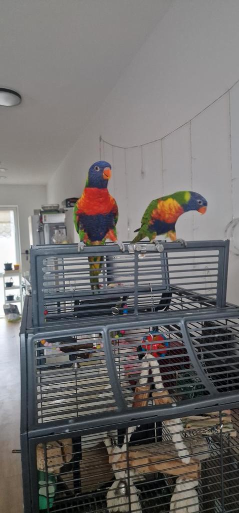 Lori van de blauwe bergen koppel, Dieren en Toebehoren, Vogels | Parkieten en Papegaaien, Papegaai, Meerdere dieren, Pratend, Tam