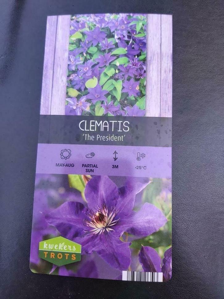 laatste Clematissen opruiming!, Tuin en Terras, Planten | Tuinplanten, Vaste plant, Klimplanten, Volle zon, Zomer, Ophalen