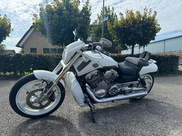 Harley-davidson v-rod muscle   beschikbaar voor biedingen