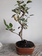Malus sierappel bonsai, Bloeit niet, Halfschaduw, Minder dan 100 cm, Overige soorten