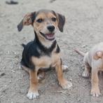 GaGa Animal Care - HELEEN kan eind augustus naar NL komen, Dieren en Toebehoren, Honden | Niet-rashonden, Particulier, Rabiës (hondsdolheid)