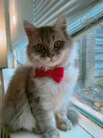 Britse korthaar kittens,en Britse langharige kittens, Dieren en Toebehoren, Katten en Kittens | Raskatten | Langhaar, Meerdere dieren