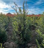 Taxus baccata, Tuin en Terras, Planten | Tuinplanten, Ophalen of Verzenden, Overige soorten, Volle zon
