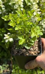 OP=OP Kruisbes planten in 9cm pot - mooi & goed vertakt, Tuin en Terras, Planten | Fruitbomen, Minder dan 100 cm, Overige soorten