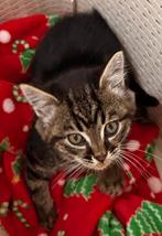 Kittens kruising oosterse korthaar, Dieren en Toebehoren, Katten en Kittens | Overige Katten, Meerdere dieren, Kortharig, 0 tot 2 jaar