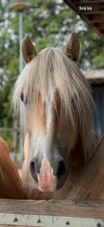 Haflinger ruin 6 jaar oud, Dieren en Toebehoren, Paarden, Minder dan 160 cm, Met stamboom, Ruin, Dressuurpaard