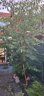Zilverberk gratis af te halen, Tuin en Terras, Planten | Bomen, Ophalen, Overige soorten