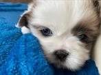 Reutje Shih Tzu pup, Dieren en Toebehoren, Honden | Chihuahua's en Gezelschapshonden, Reu, 8 tot 15 weken, Eén hond, Nederland