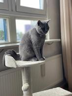 britsekorthaar (3jaar), Meerdere dieren, Kortharig