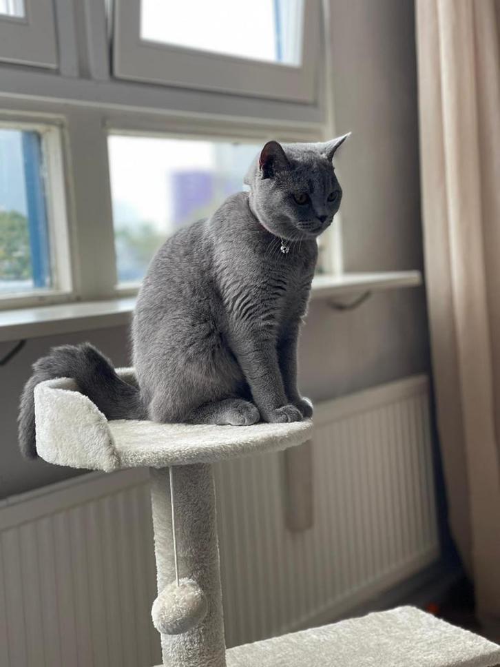 britsekorthaar (3jaar), Dieren en Toebehoren, Katten en Kittens | Overige Katten, Kortharig, Meerdere dieren