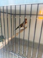 Xxl majoor putter corect geringt 2024. Koppel, Meerdere dieren, Wildzangvogel